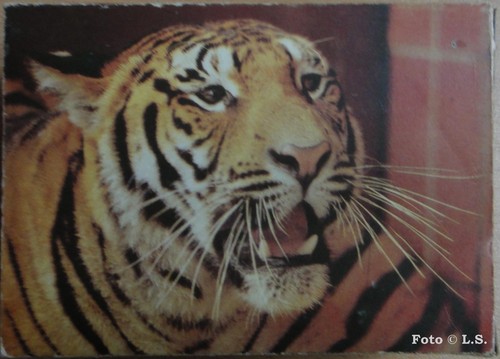 Puzzle serie zoo tiger - puzzle,