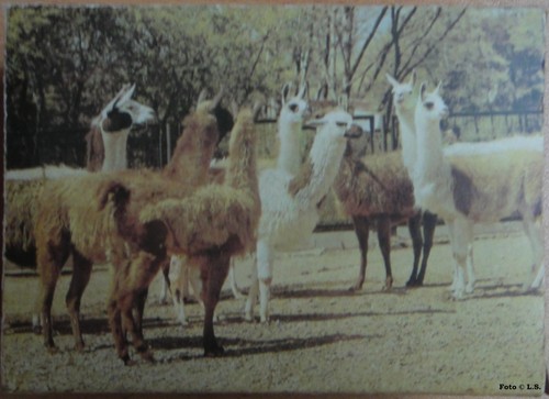 Puzzle serie zoo - puzzle, lama